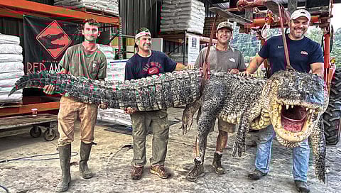 मिसिसिपीतील सर्वात लांब मगर