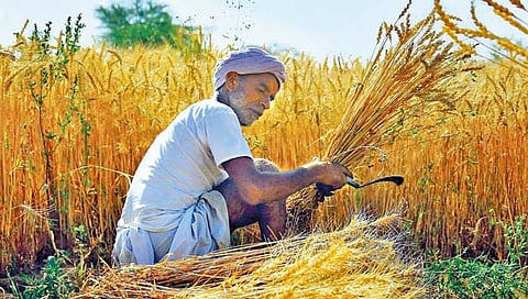 गहू उत्पादकांना 40 हजार कोटी रुपयांचा फटका