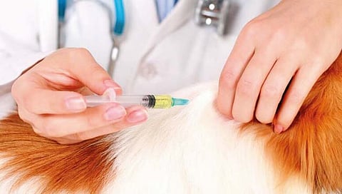 World Rabies Day : सावधान! घरातल्या ‘टॉमी’पासूनही होऊ शकतो रेबिज