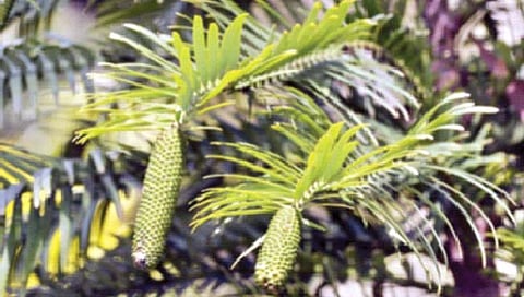 ‘वोलेमी पाईन’चे रहस्य उलगडले!