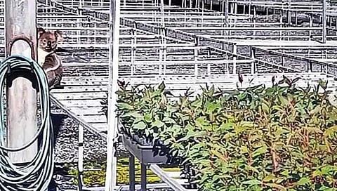 चोर दिसला नाही, तरी 5 लाख रोपांची चोरी!