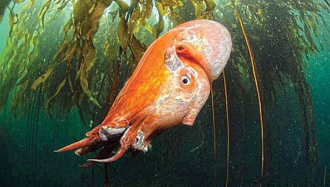 एलियनसारखा दिसणारा सात भुजांचा ऑक्टोपस