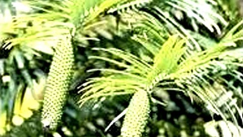 डायनासोरच्या काळातील ‘जिवंत जीवाश्म’ असलेली वनस्पती