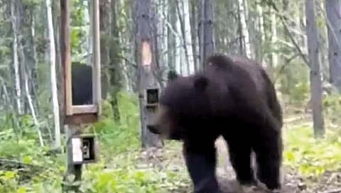 अस्वलाने स्वतःला आरशात पाहिले आणि…