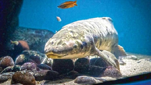 100 वर्षांच्या अॅक्वेरियममध्ये 92 वर्षांचा मासा!