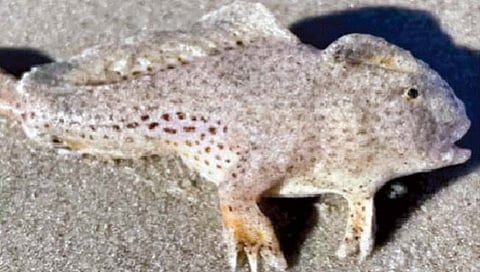 20 वर्षांनंतर आढळला हाताने चालणारा मासा