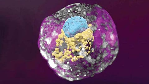 खर्या भ्रूणासारख्या मॉडेल्सची प्रयोगशाळेत केली निर्मिती