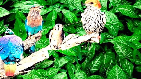 चिंता घटत्या पक्षी संख्येची