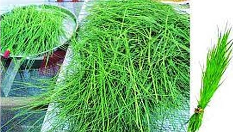 सांगली : दुर्वांची पेंडी 70 रुपयांना एक