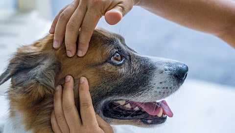 Brucella Canis Infects Humans