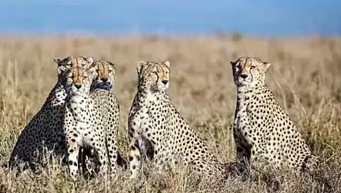 Chittah in Kuno National Park