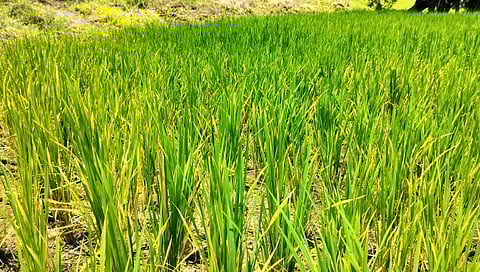 इगतपुरी : पावसाअभावी सुकत चाललेली भातशेती.