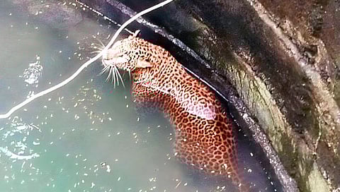 नाशिक : शेळ्यांच्या शिकारीसाठी आलेला बिबट्या रात्रीच्या अंधारात पडला विहिरीत