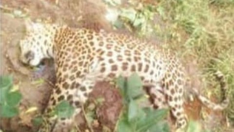 धुळे : बळसाणे येथे मृतावस्थेत सापडला सहा वर्षांचा बिबट्या