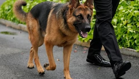 जो बायडेन यांच्या जर्मन शेफर्डने घेतला ‘सिक्रेट एजंट’चा चावा