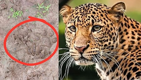 Nashik Leopard : म्हसरूळ परिसरात पुन्हा घबराट, शेतात आढळले बिबट्याच्या पायाचे ठसे