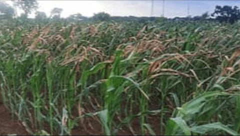 खरिपाच्या पिकांनी टाकल्या माना, बळीराजा चिंताग्रस्त