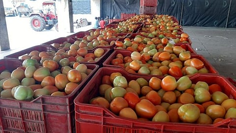 Tomato Price : टोमॅटोचे दर कोसळले, शेतकऱ्यांमध्ये निराशा