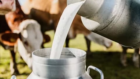 Nashik News : निफाडला नकली दूधविक्रीचा पर्दाफाश, शेतकऱ्याला गोठ्यातच अटक