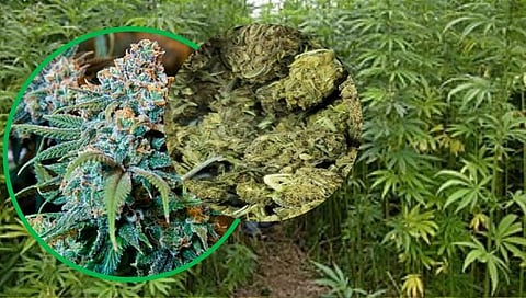 हिंगोली : सेनगाव तालुक्यात १ लाखांची २९ किलो गांजाची झाडे जप्त