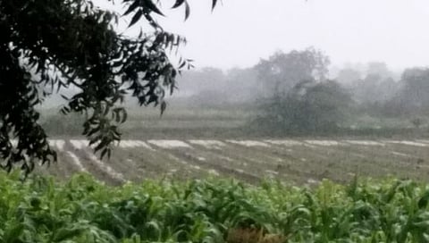 राधानगरीसह धरणाच्या पाणलोट क्षेत्रात जोरदार पाऊस