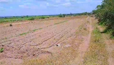 सांगली : हिंगणगादे ते चिखलहोळ रस्त्यावर ऊस पिकाचे अतिक्रमण !