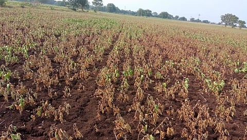 नाशिक | शेतकऱ्याच्या डोळ्यात अश्रू, दहा एकरांवरील सोयाबीनने टाकली मान