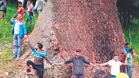 जम्मूमध्ये आढळला सर्वात जुना देवदार वृक्ष