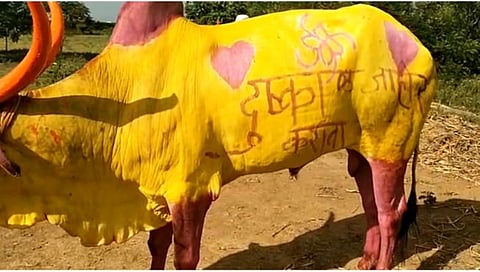 सोलापूर : ‘दुष्काळ जाहीर करा’ बैलांच्या अंगावर लिहून केली मागणी; पोळा सणावर दुष्काळाचे सावट