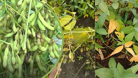 नगर : सोयाबीनवर चक्री भुंगा, कापसावर बोंड अळी