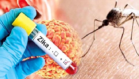 Zika virus : कोल्हापूर शहरात चार गर्भवतींना झिकाची बाधा
