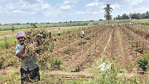 कोल्हापूर : अकिवाटच्या शेतकर्यानेच केले अडीच एकरांतील टोमॅटो उद्ध्वस्त