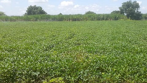 हिंगोली : खरीप हंगामातील पिके पावसाअभावी धोक्यात