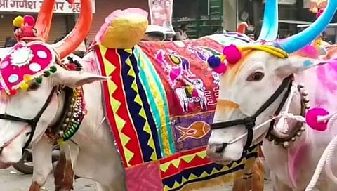 बैल पोळ्यावर लम्पीचे सावट !!