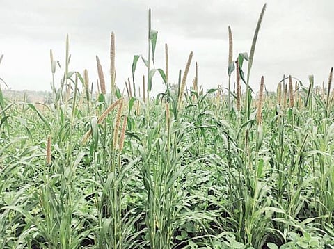 खरीप हंगाम कोलमडल्याने बाजरीचे भाव गगनाला भिडणार