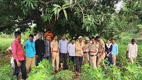 Beed News : करचुंडी येथे सोळा लाखांची गांजाची झाडे जप्त