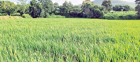 हिंजवडी : बोगस बियाण्यांमुळे शेतकरी हवालदिल