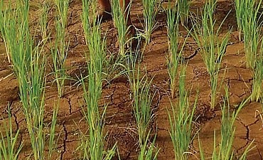 हवेलीत पावसाअभावी भात पिकांचे नुकसान