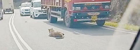 दिवे घाटात रस्त्यावर जखमी बिबट्याचा ‘ठिय्या’