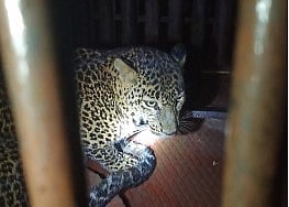 फोटो ओळ : नागापूर गावच्या हद्दीतील मिंडे वस्तीत जेरबंद झालेला बिबट्या. (छाया : किशोर खुडे)