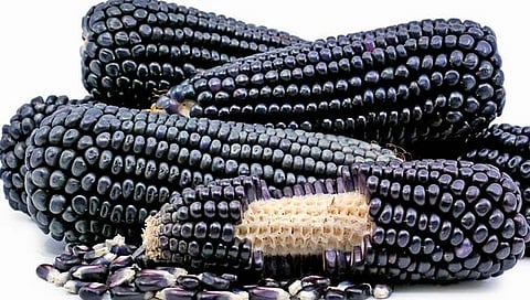 Black Corn