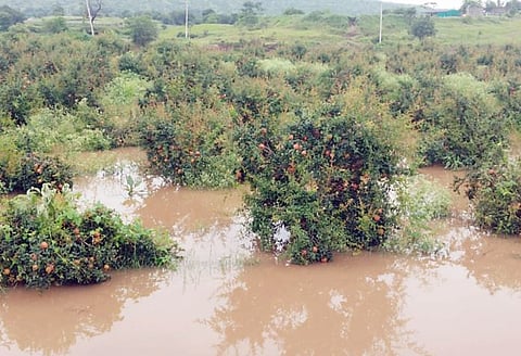 Nagar Rain news : कोसेगव्हाण परिसरामध्ये ढगफुटी? शेकडो एकर पिकांचे नुकसान