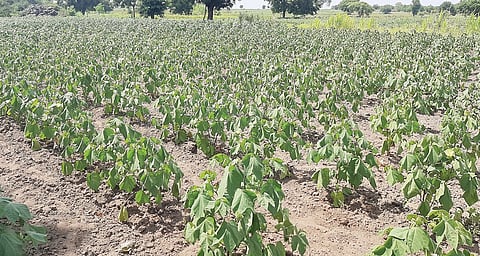 शेवगाव : दुष्काळ मागणीसाठी गरज जनआंदोलनाची