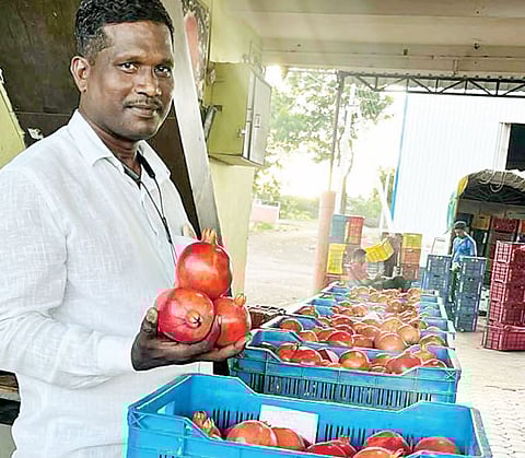 डाळिंबाला प्रतिकिलोस विक्रमी 611 रुपये भाव