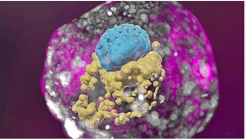 आश्चर्यच! शुक्रजंतू आणि स्त्रीबिजाशिवाय भ्रूणाची निर्मिती | Embryos without sperm or egg