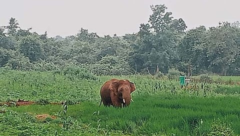 जंगली हत्तींचा धुडगूस