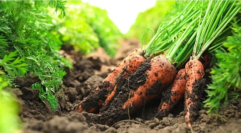 Pune News : पुण्यातील ‘या’ गावात घेतले जाते बारमाही गाजर