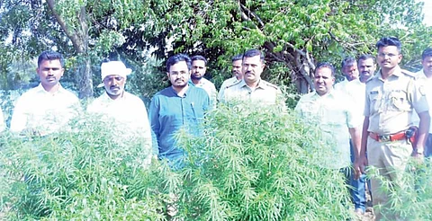 कर्जत : मिरचीच्या पिकात लावली गांजाची झाडे !