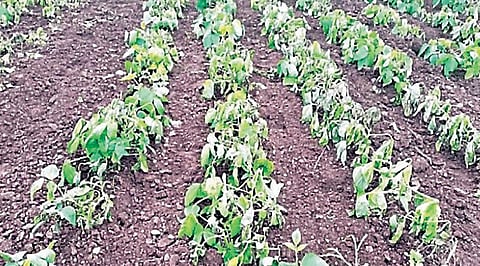 श्रीरामपूर : पाण्याअभावी रब्बीचे संकटही शेतकर्यांच्या माथी !