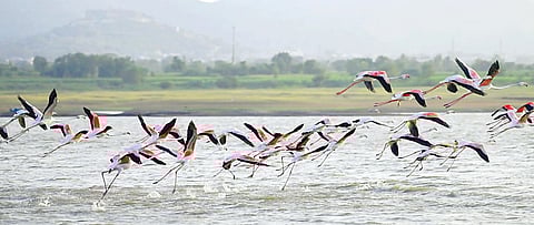 पुण्यात प्रथमच फ्लेमिंगो पक्ष्यांचे दर्शन; मल्हार सागर धरणावर पक्षांचे आगमन